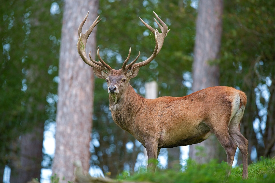 Red deer stag with large multi-pointed antlers