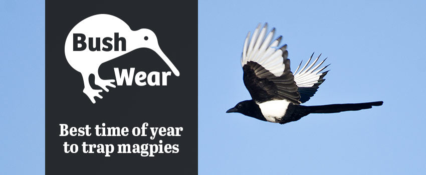 What time of year is best to trap problem Magpies?