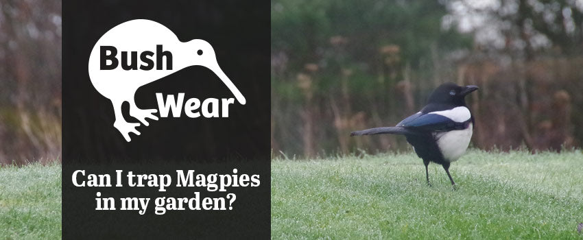 How do I trap magpies?