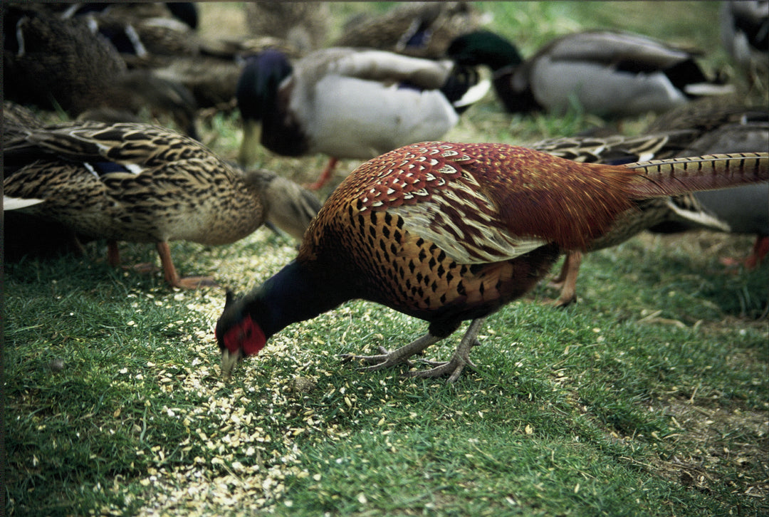 BushTukka: Popcorn Pheasant