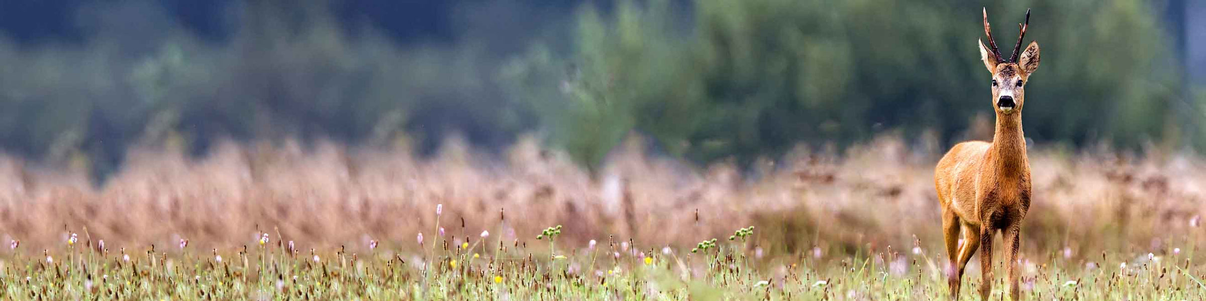 Stalking, Hunting & Shooting