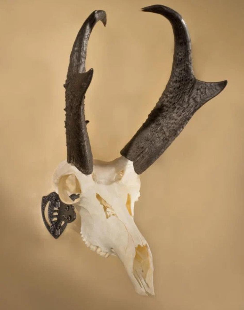 Skull Hooker Mini Hooker (Small Size Trophies) - Black