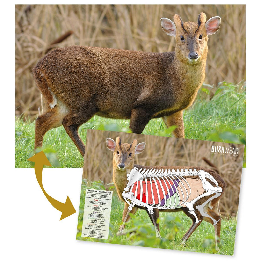 BushWear Muntjac Target Posters (4 pack)
