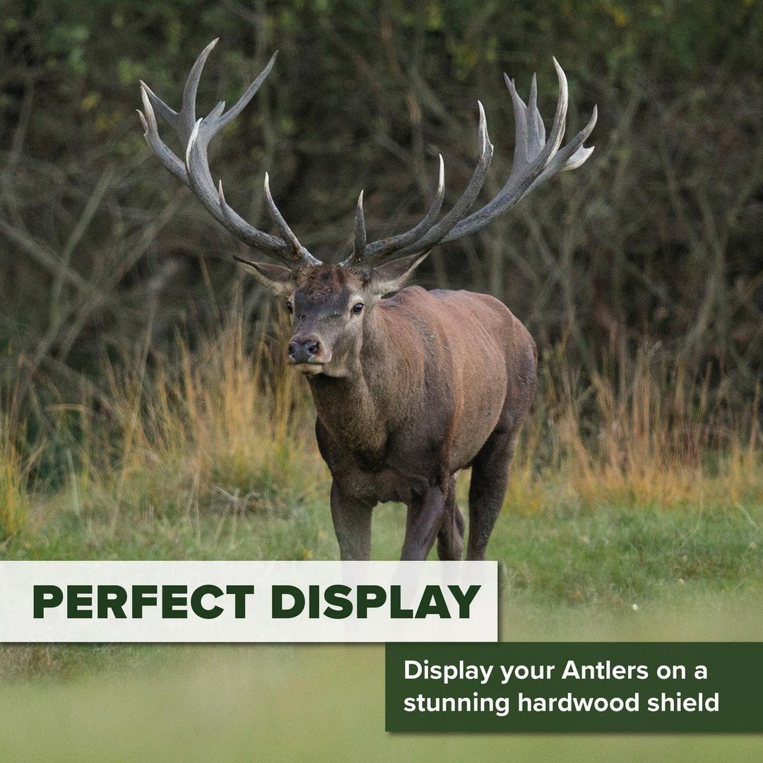 BushWear Solid Oak Antler Skull Cap Shield  9.75"x11.5"