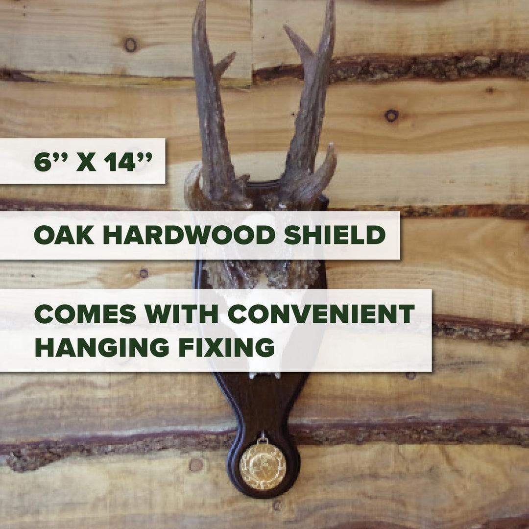 BushWear Solid Oak Roe Skull Shield - Medal Inlet