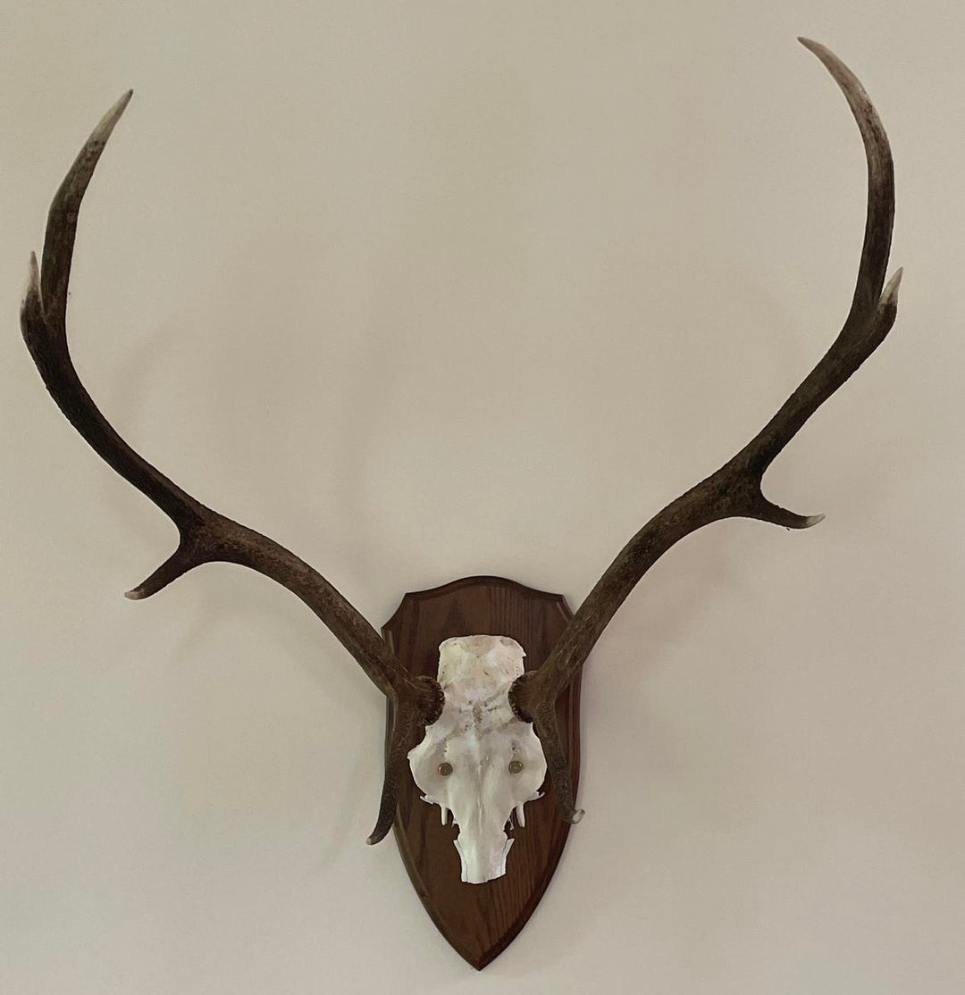 BushWear Solid Oak Sika Stag Shield