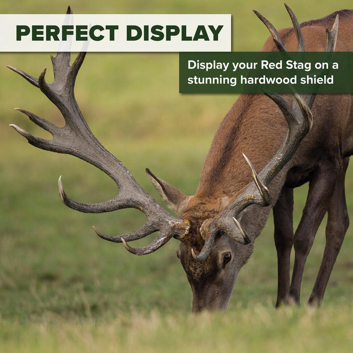 BushWear Solid Oak Red Stag Skull Shield