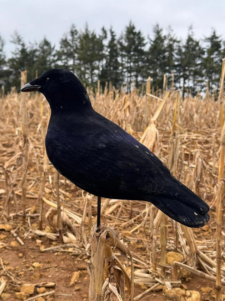 Final Approach FA-194002 Last Pass Fully Flocked Crow Decoys - 3 Pack
