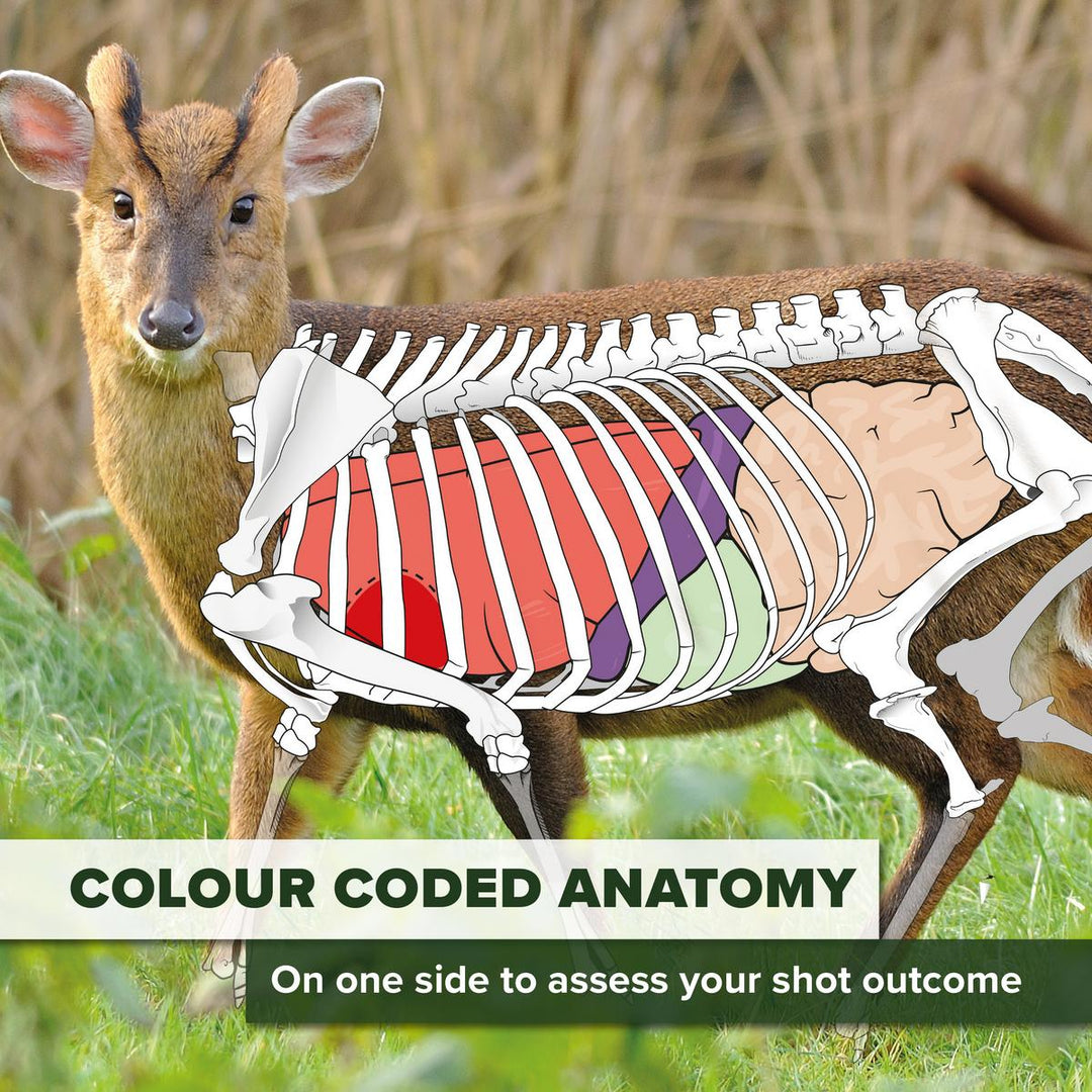 BushWear Muntjac Target Posters (4 pack)