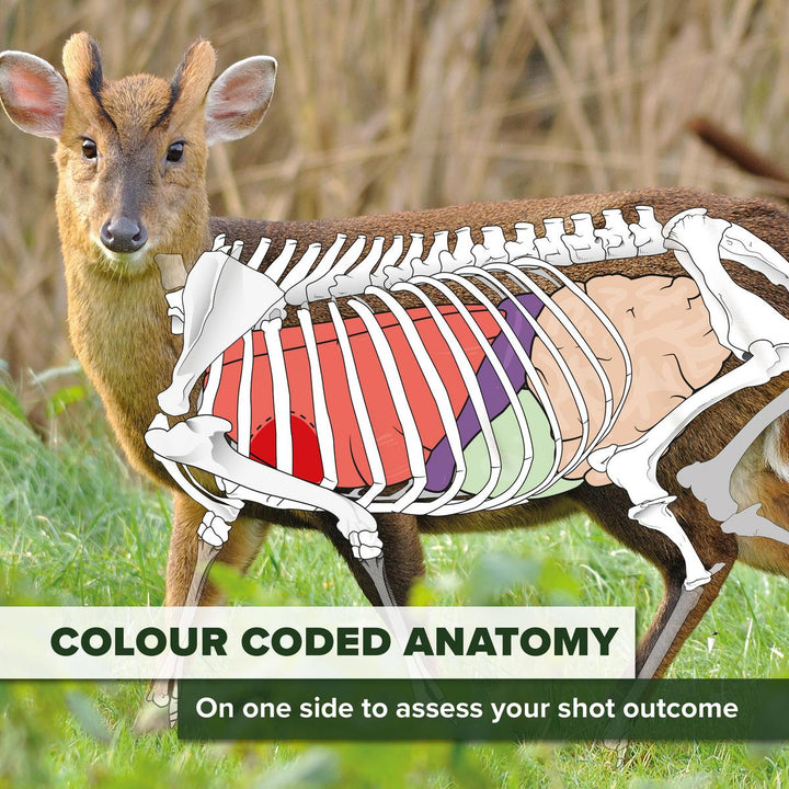 BushWear Muntjac Target Posters (4 pack)