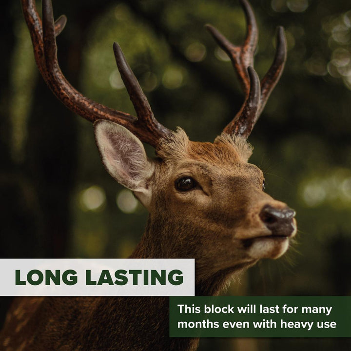 BushWear Box of 2 10kg Anis salt blocks Aniseed