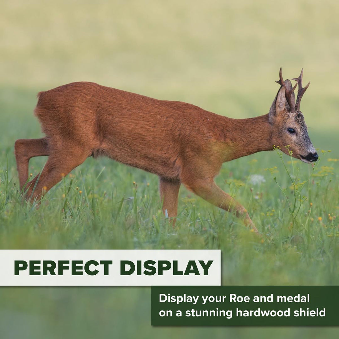 BushWear Solid Oak Roe Skull Shield - Medal Inlet