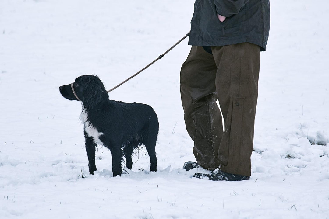 Lifestyle shot: black and white spaniel on a lead in deep snow beside a walker wearing the olive overtrousers, legs only in frame
