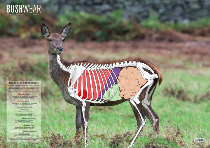 BushWear Red Deer Hind Double-Sided Targets 4 Pack