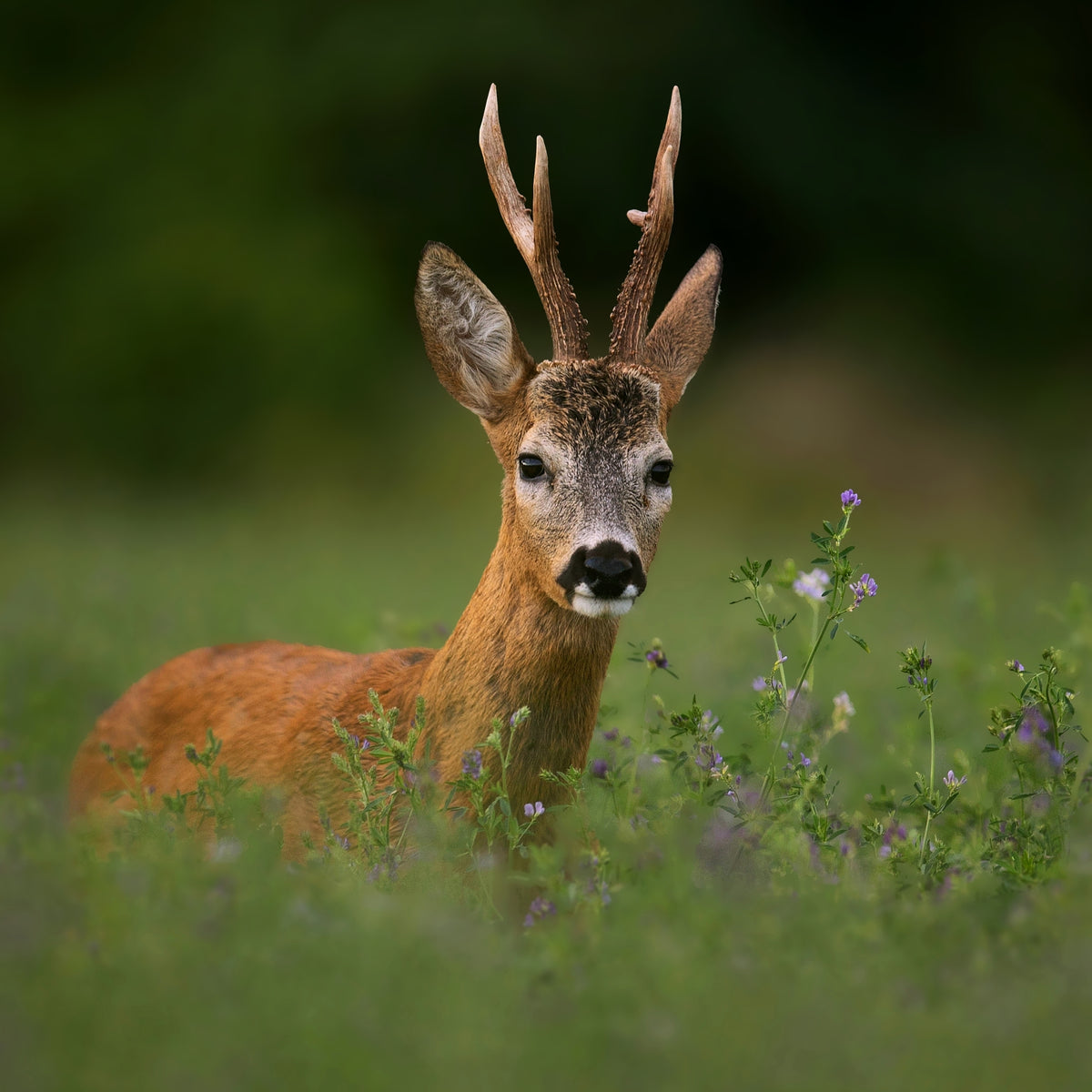 section.settings.alt