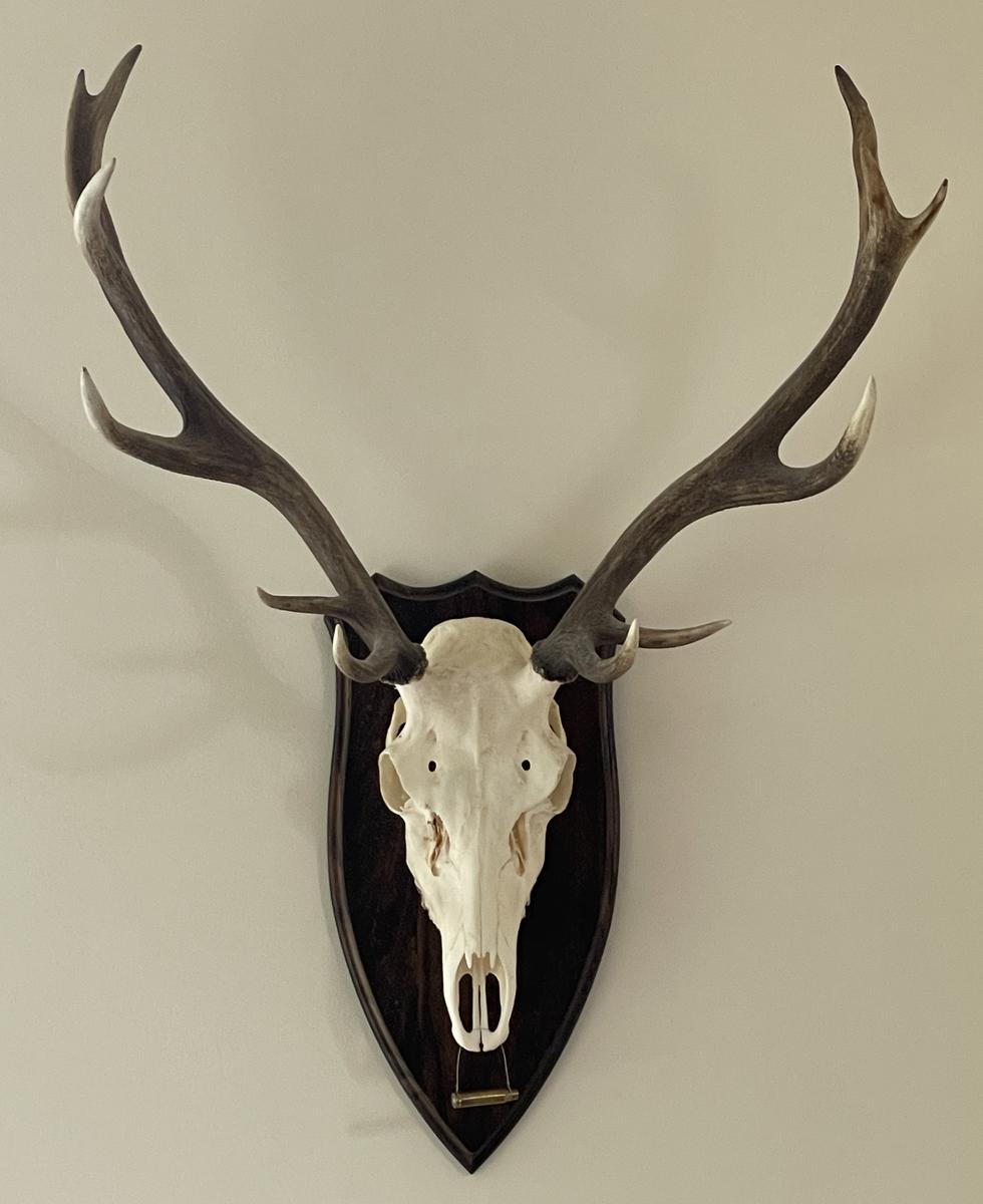 BushWear Solid Oak Red Stag Skull Shield