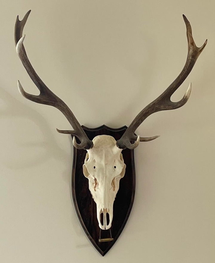 BushWear Solid Oak Red Stag Skull Shield