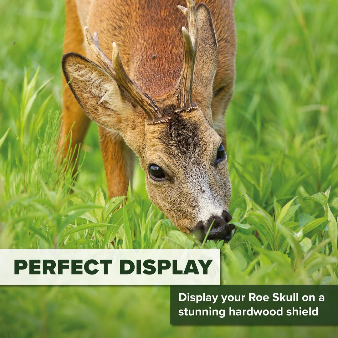 BushWear Solid Oak Roe Skull Shield - Large