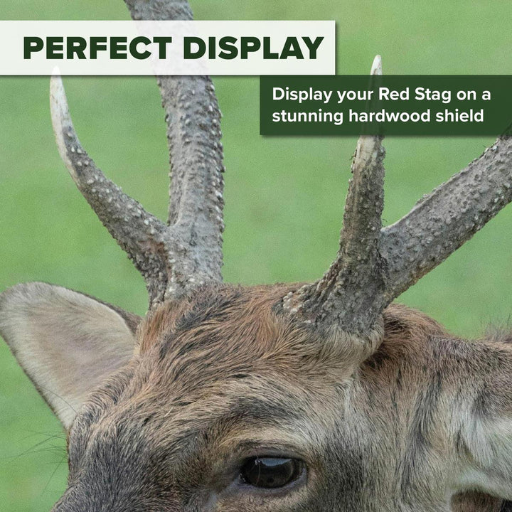 BushWear Solid Oak Sika Stag Shield