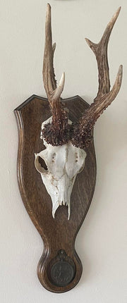 BushWear Solid Oak Roe Skull Shield - Medal Inlet