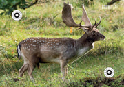 BushWear Fallow Double Sided Deer Target (4pk)