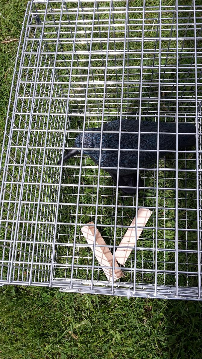 Trap Man Corvid Larsen Cage Trap (Side Entry) 2 bird catch